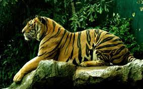The Tiger Panthera Tigris Is The Largest Cat Species Reaching A Total Body Length Of Up To 3 3 Metres 11 Ft And Weighin Pet Tiger Animals Animal Wallpaper