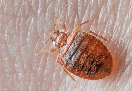 Image result for bedbugs on mattress