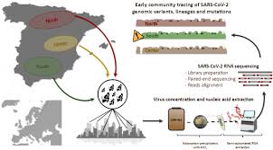 We curated a dataset of 7666 public genome assemblies and analysed the emergence of genomic diversity over time. Detection Of Genomic Variants Of Sars Cov 2 Circulating In Wastewater By High Throughput Sequencing Medrxiv