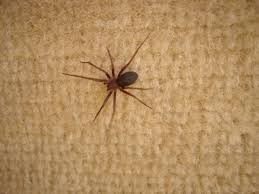 A aranha marrom não costuma atacar seres humano. Cuidado Com A Aranha Marrom