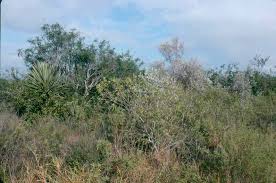 Image result for Acacia tenuispina