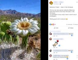 Check spelling or type a new query. Images Of Flowers In The Posts Are Falsely Shared As Mahameru Flower Factly