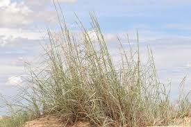 Image result for Sporobolus panicoides