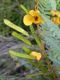 Image result for Chamaecrista biensis