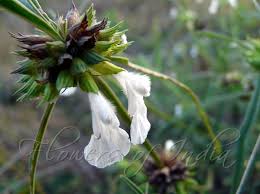 Image result for Leucas