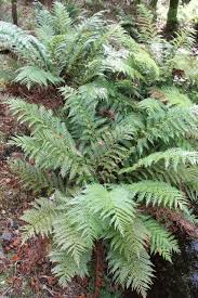 Image result for Todea