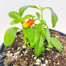 Image result for Manettia