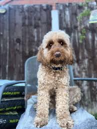 What skin care treatments are safe for rabbits with dry and itchy ears?