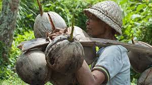 3) to minimize incidences of pest and diseases while, the most important diseases are : Cracking The Coconut 4 Ways To Improve Financial Security For Smallholder Farmers Devex