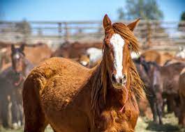How Much Does A Horse Cost To Buy Horse Is Love
