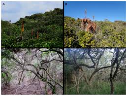 Image result for Droguetia iners