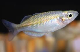 41.24% of all known species of fish are found in fresh wat. Rainbow Fish Care Sheet Petco