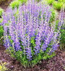 Baptisia Australis Plant Plants Deer Resistant Garden Baptisia Australis
