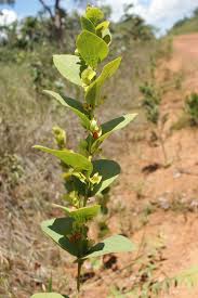 Image result for Cissampelos mucronata