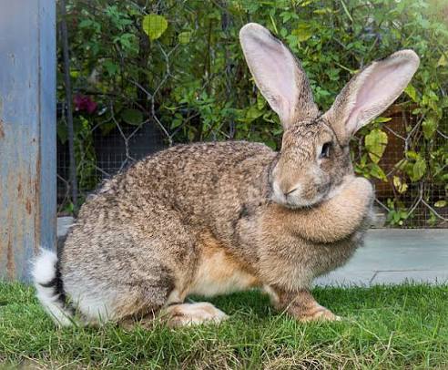 Flemish Giant Rabbit