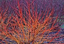 Rhs plant shop from £17.98 sold by 63 nurseries. Cornus Hillier Garden Centres