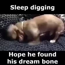 Cute Dachshund Puppy Video Dachshund Puppy Weiner Dog Humor Dachshund Puppy Funny