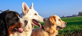 Top 50 Most Popular Dog Breeds In The World Highland Canine Training