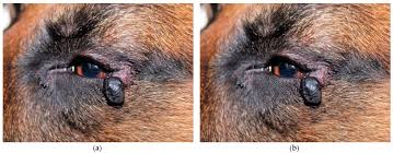 Animals | Free Full-Text | Outcomes of Treatment of Eyelids and Third  Eyelid Tumours in Dogs Using High-Frequency Radiowave Surgery
