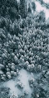 Winter Pine Trees Wallpapers Top Free Winter Pine Trees Backgrounds Wallpaperaccess Panorama of a winter morning in the carpathians. winter pine trees wallpapers top free