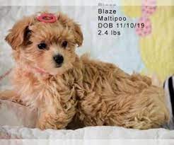 Find your new family member today, and discover the puppyspot difference. Puppyfinder Com Maltipoo Puppies Puppies For Sale And Maltipoo Dogs For Adoption Near Me In Colorado Usa Page 1 Displays 10