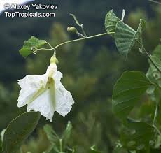 Image result for Ipomoea stolonifera