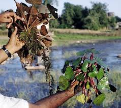 Image result for Trapa natans