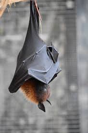 Check spelling or type a new query. How To Get Rid Of Bats Naturally Little Big Brown Bats 2021 Bugwiz