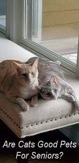 Cats Make Excellent Companions For The Elderly Cats Are Low Maintenance And Have Fewer Medication Issues Than Dogs They Re Predictable Cats Pets Cat Adoption