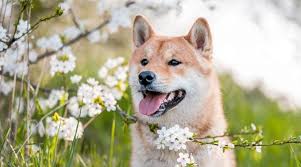 Maybe you would like to learn more about one of these? Shiba Inu Dog Breed Information Facts Pictures More