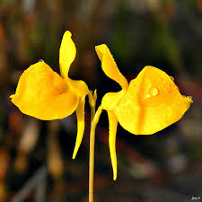Image result for Utricularia  cornuta