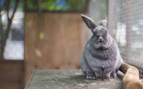 Colectie gratuita de poze cu iepuri cu coada neagra. Imagini De Fundal Animale SÄƒlbatice GrÄƒdinÄƒ ZoologicÄƒ Iepure FaunÄƒ Mamifer Animale Vertebrate Rabit È™i Iepuri De Camp Iepuri Domestici Urecheat Intr O CuÈ™cÄƒ 1680x1050 4kwallpaper 628969 Imagini De Fundal Wallhere