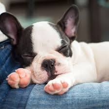 Brush your french bulldog puppy weekly using a rubber brush or rubber grooming hand to make sure all of their loose and dead hair is effectively removed. French Bulldog Puppies For Sale In Florida From Top Breeders