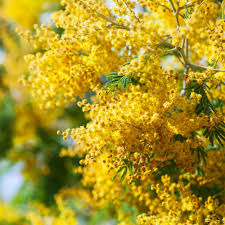 Esse usano fiori essiccati e pressati, componendo originali fiori disponendo i petali e le foglie una questi bellissimi alberi si possono ammirare nell'isola di madera, luogo meraviglioso dove potete. Alberi Da Giardino Quali Scegliere Per Piccoli Spazi Community Lm