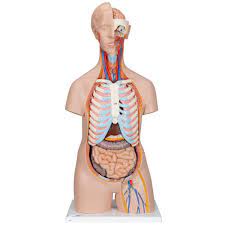 The torso holds the body's major internal organs except for the brain. Human Torso Model Life Size Torso Model Anatomical Teaching Torso Unisex Torso 16 Part Torso