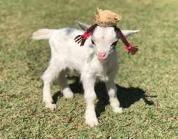 .cabrito pra pinta, desenhos para colorir sitio, cabritinhos para imprimir, os cabritinhos desenho desenhos para colorir de burros, burro para colorir, burro, jumento para colorir, desenho de. Cabra Influencer Some E Familia Oferece R 2 Mil De Recompensa Santos E Regiao G1
