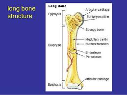 The thigh bone (femur) is a long bone. Anatomy Skeletal Muscular