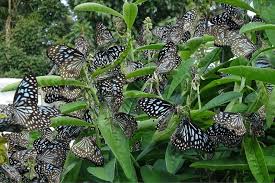 Image result for Crotalaria torrei
