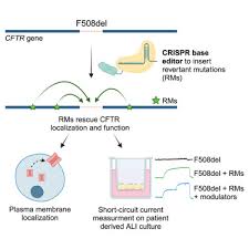 Image result for Delta F508