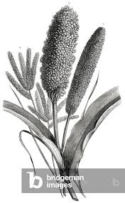 Image result for Eleusine africana