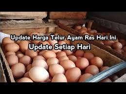 Kenaikan harga sudah berlangsung dalam dua minggu terakhir. Update Harga Telur Ayam Ras Hari Ini 18 Agustus 2020 Youtube