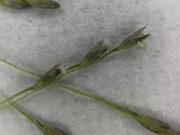 Image result for Sporobolus tenuissimus