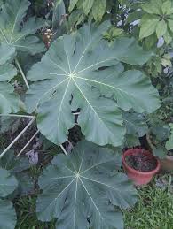 Image result for Cecropia pachystachya