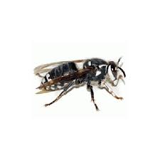 Check spelling or type a new query. Nwnjba Honey Bee Identification Page