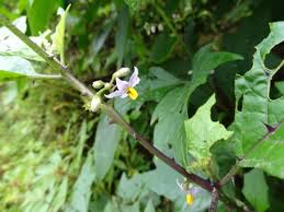 Image result for Solanum anguivi