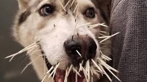 Watch: When your dogs get into a porcupine