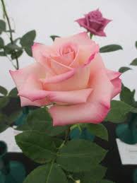 Pinterest: @CoffeeQueen4 Thank you xoxo | Rosas, Bela rosa, Belas flores