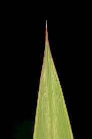 Image result for Glyceria