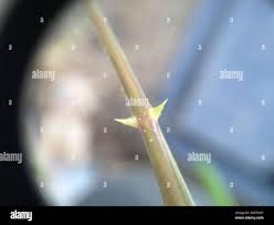 Image result for Cleome aculeata