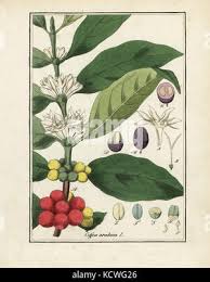 Image result for Coffea schliebenii